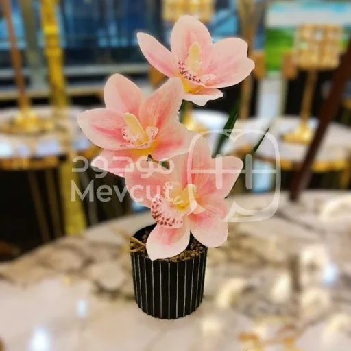 زهرة السحلبية - اوركيد